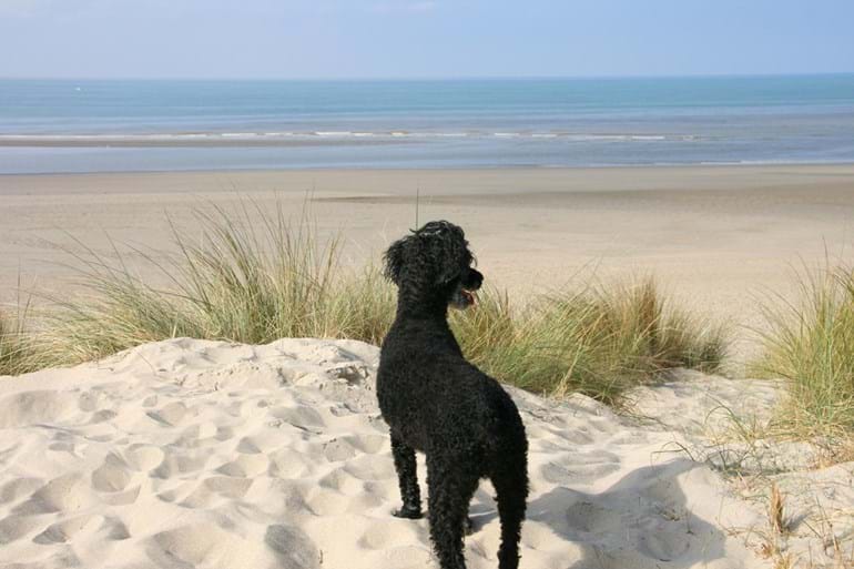 A black dog looks at an empty beach in Le Touquet